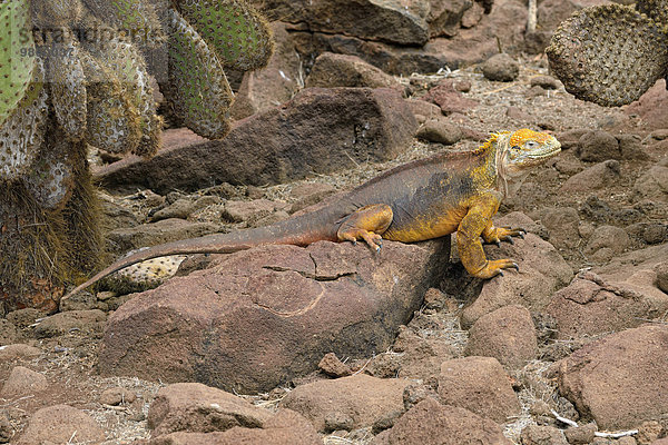 Galapagos-Landleguan  auch Drusenkopf (Conolophus subcristatus)  Insel Seymour Norte  Galapagosinseln  Ecuador  Südamerika