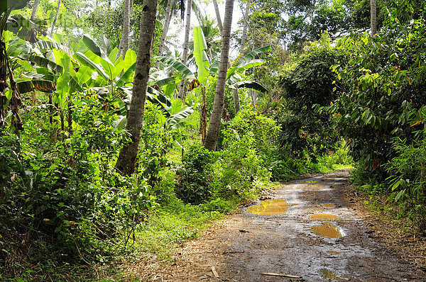 Unbefestigte Straße nach Regen  Mayotte  Afrika