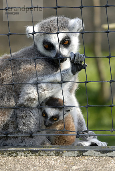 Kattas (Lemur Catta)  Weibchen mit Jungtier  mit Blick durch einen Zaun in einem Zoo  Ystad  Schweden  Europa