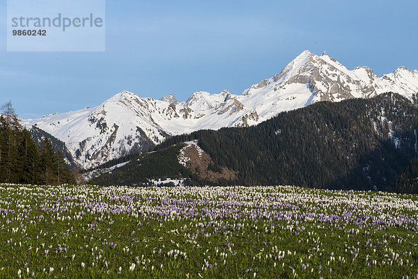 Blühende Krokusse (Crocus vernus) am Gerlosberg  hinten Wechselspitze  Zillertal  Tirol  Österreich  Europa