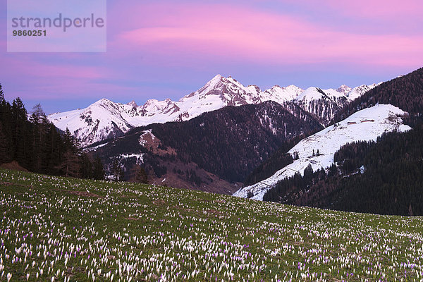 Blühende Krokusse (Crocus vernus) bei Sonnenuntergang  Gerlosberg  hinten Wechselspitze  Zillertal  Tirol  Österreich  Europa