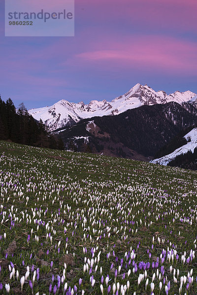 Blühende Krokusse (Crocus vernus) bei Sonnenuntergang  Gerlosberg  hinten Wechselspitze  Zillertal  Tirol  Österreich  Europa