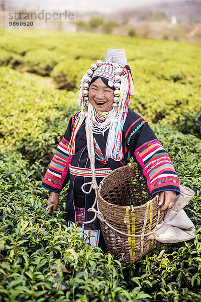 Frau vom Bergvolk der Akha pflückt Tee  Doi Mae Salong  Nordthailand  Thailand  Asien