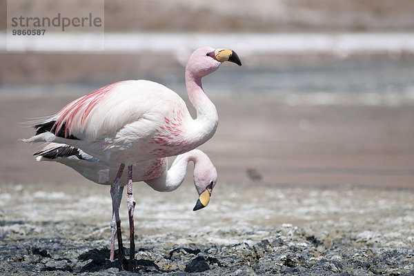 James-Flamingos (Phoenicoparrus jamesi)  Salar de Uyuni  Bolivien  Südamerika
