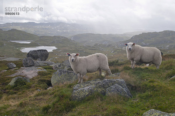Schafe im Hochland  Telemark  Norwegen  Europa