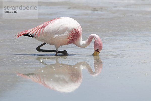 James-Flamingo (Phoenicoparrus jamesi)  Salar de Uyuni  Bolivien  Südamerika