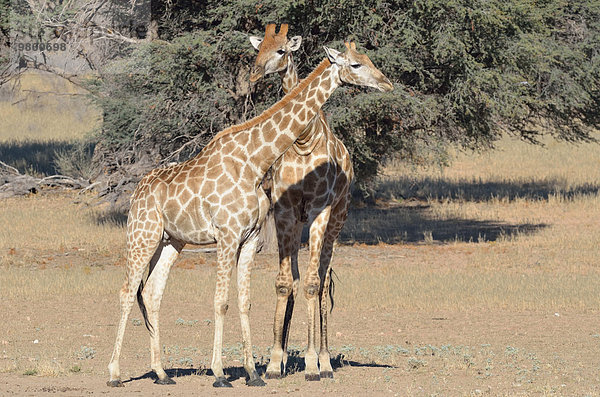 Giraffen (Giraffa camelopardalis)  Weibchen und Männchen  stehen  Kgalagadi-Transfrontier-Nationalpark  Provinz Nordkap  Südafrika