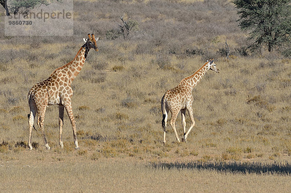 Giraffen (Giraffa camelopardalis)  Männchen steht und Weibchen geht im trockenen Gras  Kgalagadi-Transfrontier-Nationalpark  Provinz Nordkap  Südafrika