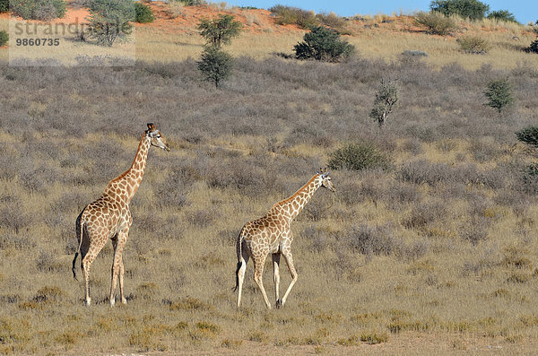 Giraffen (Giraffa camelopardalis)  Männchen und Weibchen gehen im trockene Gras  Kgalagadi-Transfrontier-Nationalpark  Provinz Nordkap  Südafrika