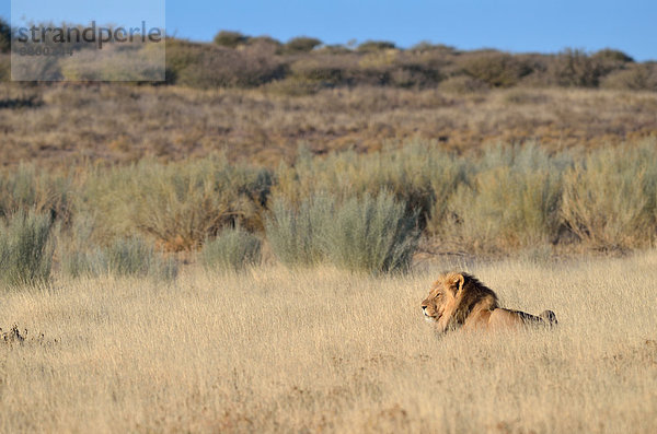 Löwe (Panthera leo)  Männchen  im Gras liegend  Kgalagadi-Transfrontier-Nationalpark  Provinz Nordkap  Südafrika