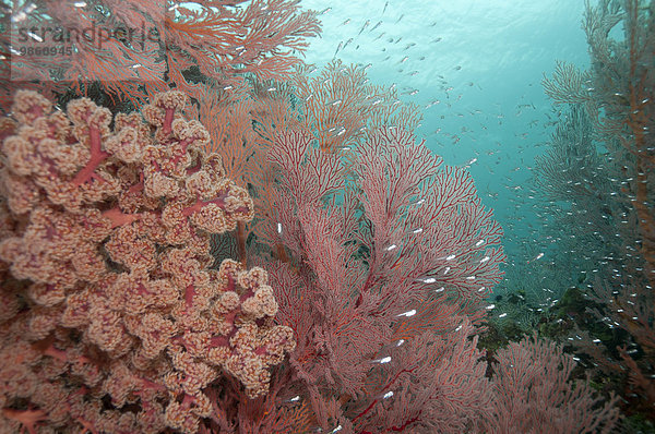 Korallenriff mit Godeffroys Weichkoralle (Siphonogorgia godeffroyi) und Roter Riesen-Knotenfächer (Melithaea sp.)  Bali  Indonesien  Asien
