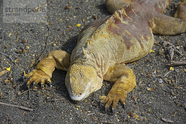 Drusenkopf  auch Galapagos-Landleguan (Conolophus subcristatus)  Urbina Bay  Insel Isabela  Galapagos-Inseln  Ecuador  Südamerika