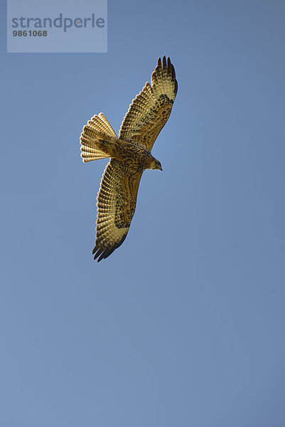 Galapagosbussard (Buteo galapagoensis)  Urbina Bay  Insel Isabela  Galapagos-Inseln  Ecuador  Südamerika