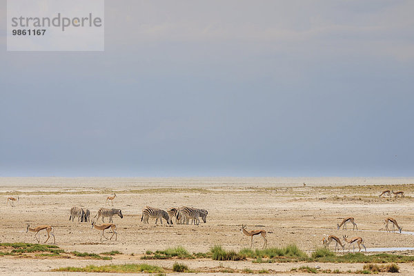 Wildtiere am Wasser  Etosha-Nationalpark  Namibia  Afrika