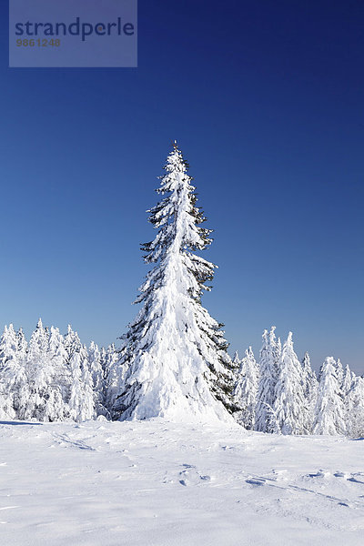 Schneebedeckte Bäume  Winterlandschaft auf dem Kandel  Schwarzwald  Baden-Württemberg  Deutschland  Europa