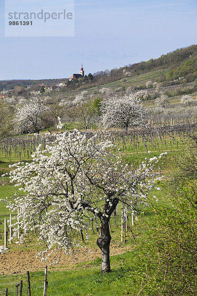 Kirschblüte  blühende Kirschbäume  Donnerskirchen  Nordburgenland  Burgenland  Österreich  Europa
