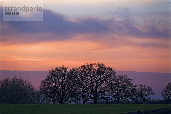 Abendhimmel mit Baumsilhouetten  Mecklenburg-Vorpommern  Deutschland  Europa