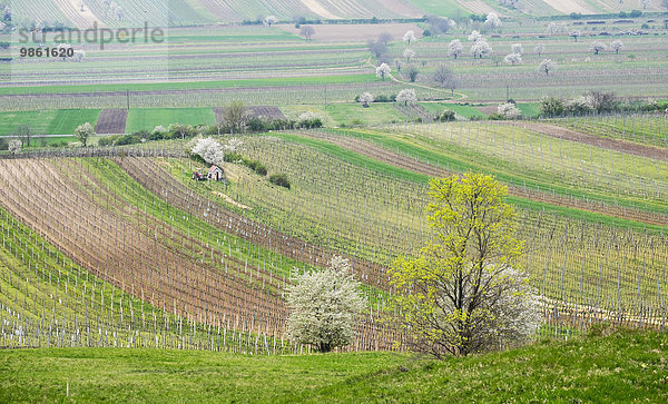 Weinberge und blühende Kirschbäume  Hacklsberg  bei Jois  Nordburgenland  Burgenland  Österreich  Europa