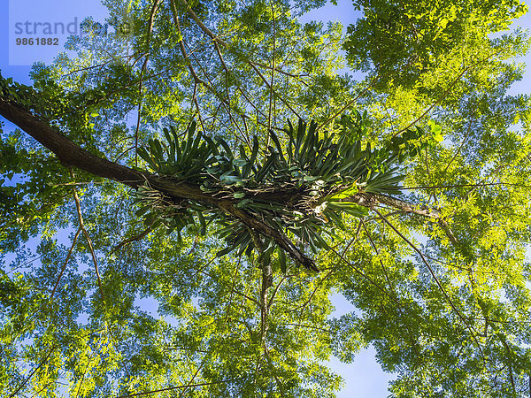 Lianen in den Bäumen am Frenchmans Cove  Drapers  Region Portland  Jamaika  Nordamerika