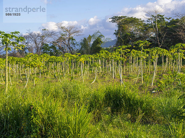 Papaya-Plantage (Carica papaya)  bei Jacks Rock  Region Saint Mary  Jamaika  Nordamerika