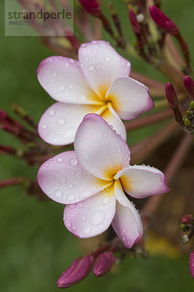 Wassertropfen auf Blüten  Frangipani  Wachsblume  Flor de Cebo oder Tempelbaum (Plumeria)  Kerala  Indien  Asien