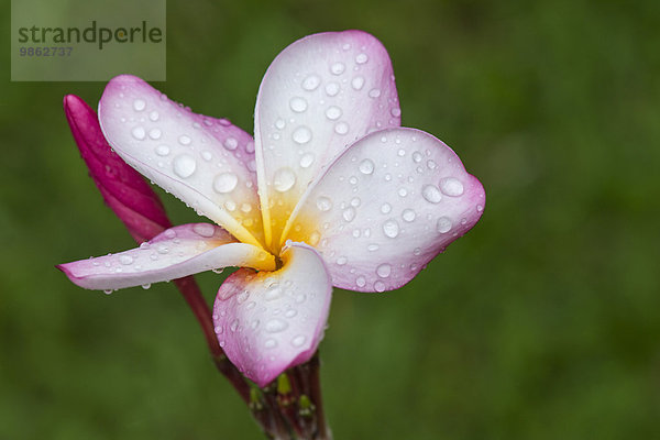 Wassertropfen auf den Blüten des Frangipani  Wachsblume  Flor de Cebo oder Tempelbaum (Plumeria)  Kerala  Indien  Asien