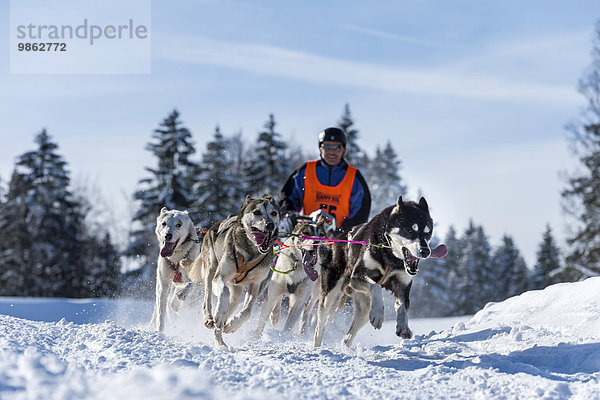 Schlittenhunderennen  Schlittenhunde-Gespann in winterlicher Landschaft  Unterjoch  Oberallgäu  Bayern  Deutschland  Europa