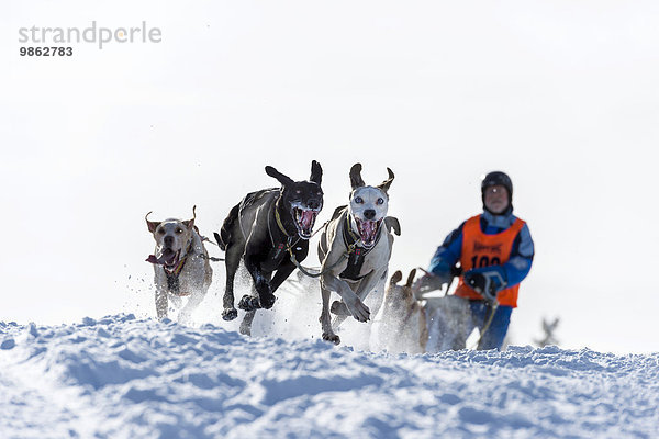 Schlittenhunderennen  Schlittenhunde-Gespann in winterlicher Landschaft  Unterjoch  Oberallgäu  Bayern  Deutschland  Europa