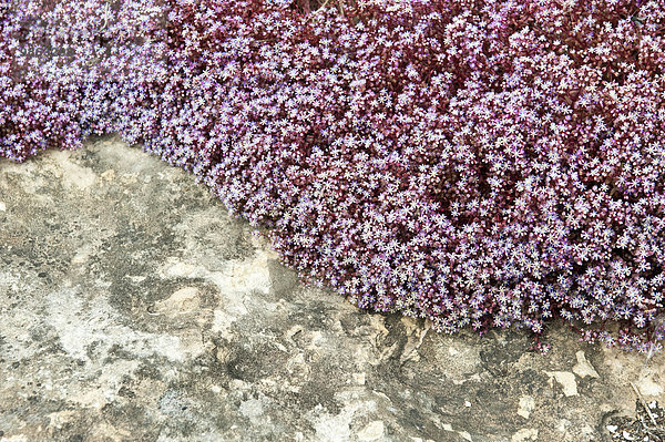 Blauer Mauerpfeffer (Sedum caeruleum)  Malta  Europa