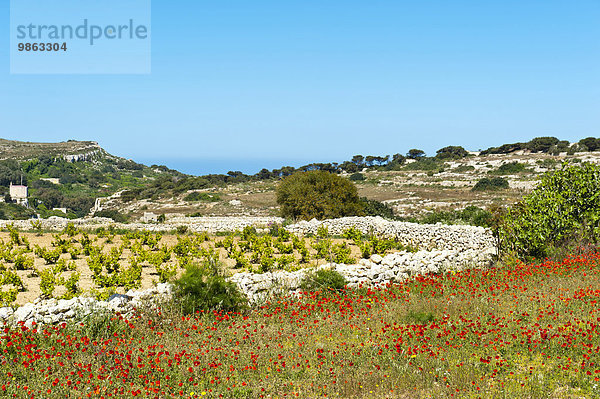 Rot blühender Mohn (Papaver rhoeas)  Weinreben und Macchia  Dwejra Lines  Malta  Europa