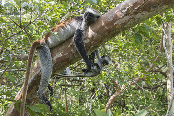 Sansibar-Stummelaffe (Procolobus kirkii)  Muttertier mit Jungtier auf einem Baum  endemische Art  Jozani-Chwaka-Bay-Nationalpark  Unguja  Sansibar  Tansania  Afrika