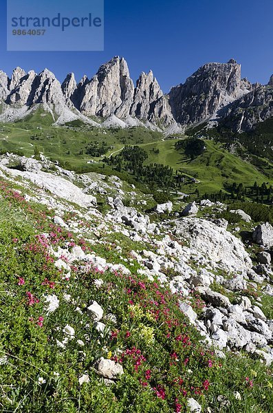 zwischen inmitten mitten Berg Tal Dolomiten behaart Italien Rhododendron