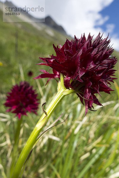Nationalpark Tal schwarz Alpen Mittelpunkt Gewürzvanille Vanille Italien Lombardei Orchidee