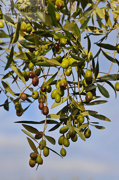 Olivenbaum Echter Ölbaum Olea europaea Italien Toskana