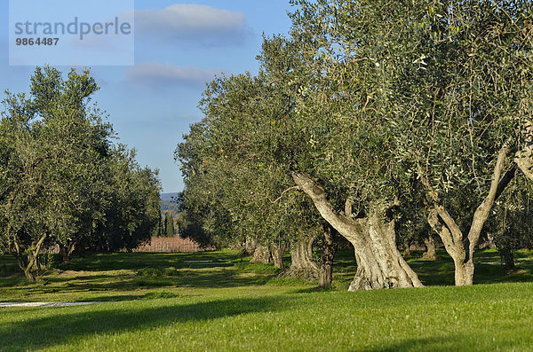 Baum Garten Olive Italien Toskana