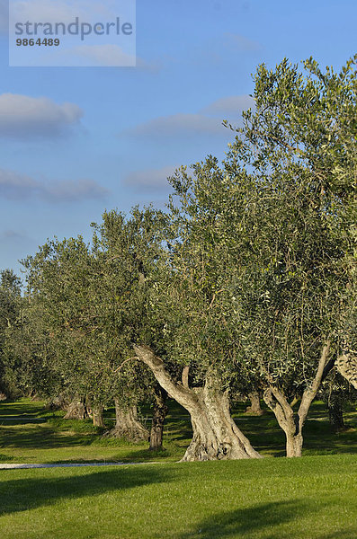 Baum Garten Olive Italien Toskana