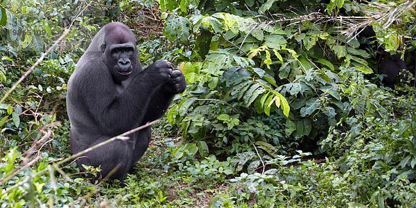 Regenwald Afrika Kamerun Gorilla Primate