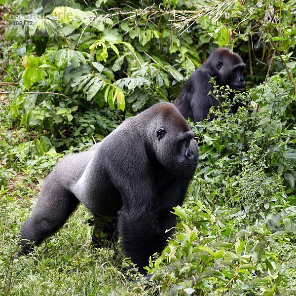 Regenwald Afrika Kamerun Gorilla Primate