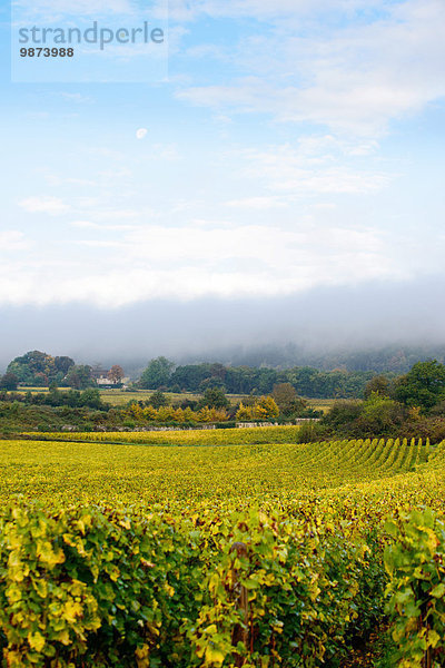 Feuerwehr Landschaft Weinberg Beaune