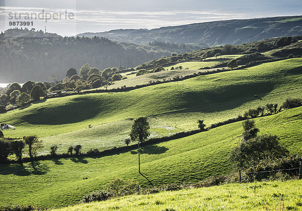 Grüne Landschaft in Irland  County Wexford