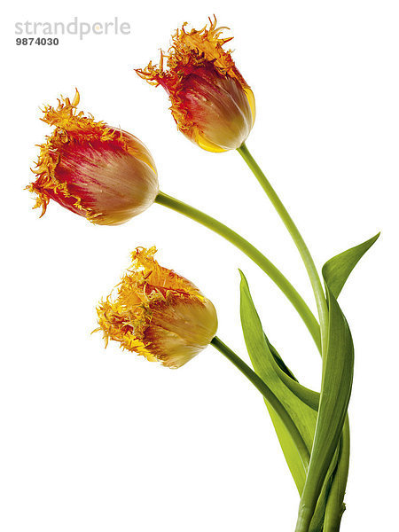 Tulpen (Tulipa Crispa-Cultivar)