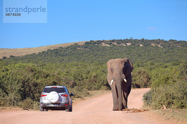 Südliches Afrika Südafrika nahe Nationalpark passen Hafen Verkehr Passagier Elefant Entdeckung 1 Verantwortung 20 Eastern Cape Ostkap