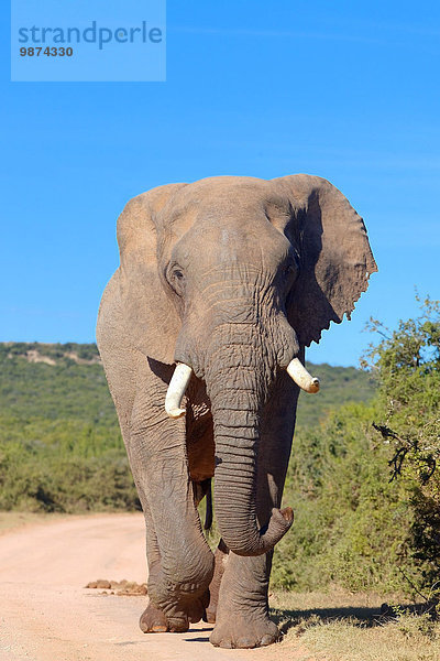 Südliches Afrika Südafrika nahe Nationalpark Hafen Elefant Entdeckung 1 Verantwortung 20 Eastern Cape Ostkap