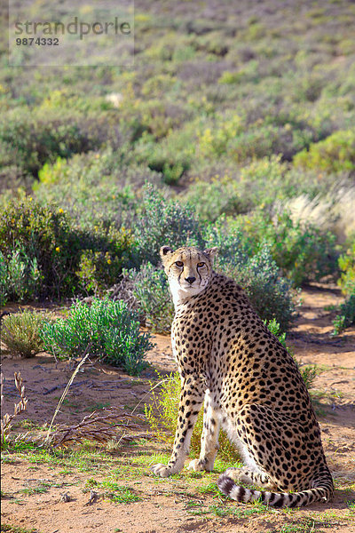 Südliches Afrika Südafrika sitzend Gepard Acinonyx jubatus Krankheit Kampf Fürsorglichkeit Tier Wüste Versorgung ungestüm Verletzung Reservat Savannah