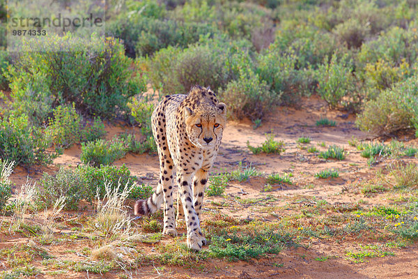 Südliches Afrika Südafrika Gepard Acinonyx jubatus gehen Krankheit Kampf Fürsorglichkeit Tier Wüste Versorgung ungestüm Verletzung Reservat Savannah