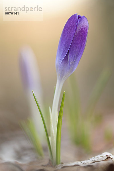 Frühlings-Krokus  Crocus vernus  Oberpfalz  Bayern  Deutschland  Europa