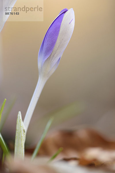 Frühlings-Krokus  Crocus vernus  Oberpfalz  Bayern  Deutschland  Europa