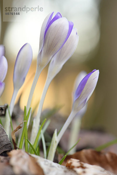 Frühlings-Krokus  Crocus vernus  Oberpfalz  Bayern  Deutschland  Europa