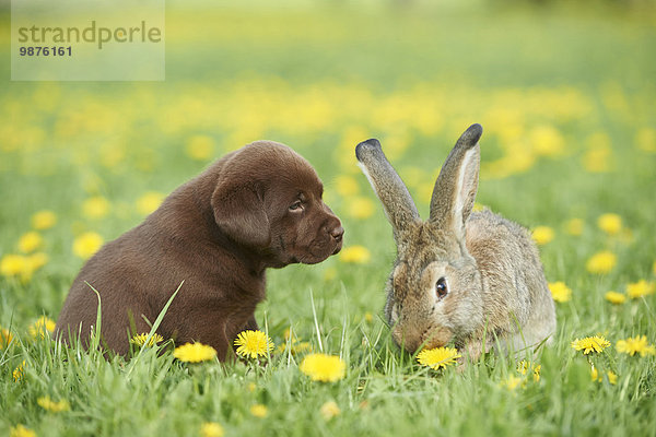 Labrador Welpe und Hase  Oberpfalz  Bayern  Deutschland  Europa