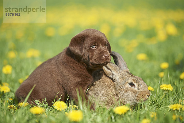 Labrador Welpe und Hase  Oberpfalz  Bayern  Deutschland  Europa